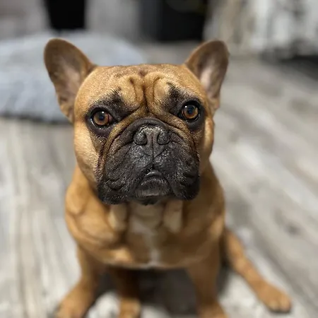 Babu&buetyi Appartement Siófok