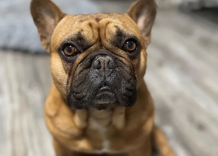 Babu&buetyi Appartement Siófok